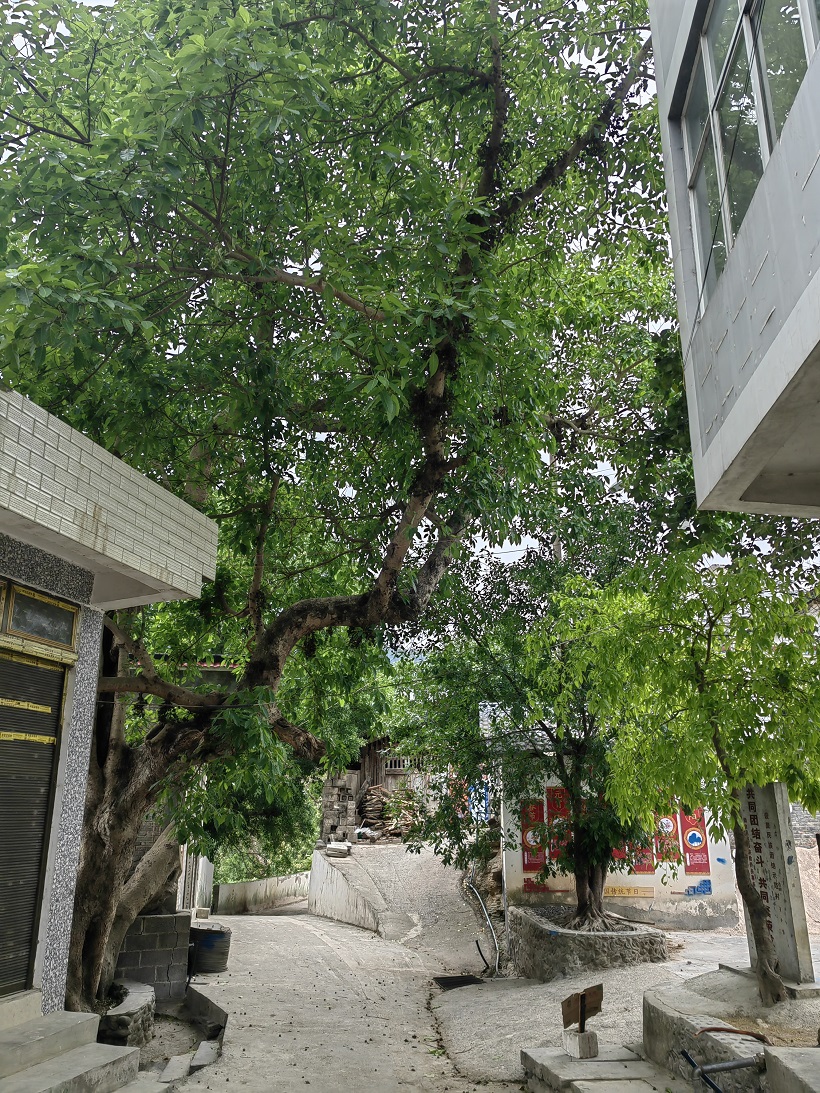 設里老寨圖3.jpg
