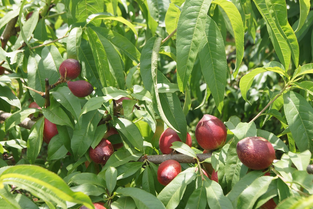 圖二，冒水洞村油桃產(chǎn)業(yè).JPG